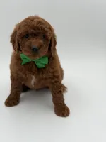 Gus, a male Miniature Goldendoodle for sale in Mayfield, KY – Photo 4 of 10