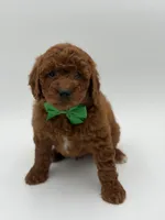 Gus, a male Miniature Goldendoodle for sale in Mayfield, KY – Photo 2 of 10