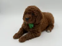 Gus, a male Miniature Goldendoodle for sale in Mayfield, KY – Photo 9 of 10