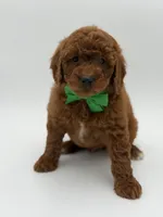 Gus, a male Miniature Goldendoodle for sale in Mayfield, KY – Photo 8 of 10