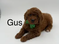 Gus, a male Miniature Goldendoodle for sale in Mayfield, KY – Photo 1 of 10