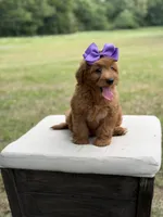 Whitney, a female Miniature Goldendoodle for sale in Mayfield, KY – 10 of 10
