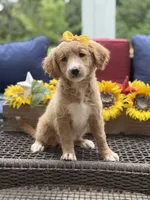Alina, a female Miniature Goldendoodle for sale in Mayfield, KY – 8 of 10