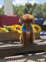 Boo, a male Miniature Goldendoodle for sale in Mayfield, KY – 5 of 10