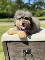 Thor, a male Miniature Bernedoodle for sale in Mayfield, KY – 4 of 10