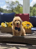 Baxter, a male Miniature Goldendoodle for sale in Mayfield, KY – 3 of 10