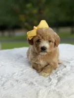 Charlie, a female Miniature Goldendoodle for sale in Mayfield, KY – 8 of 10