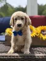 Anthony, a male Miniature Goldendoodle for sale in Mayfield, KY – 3 of 10