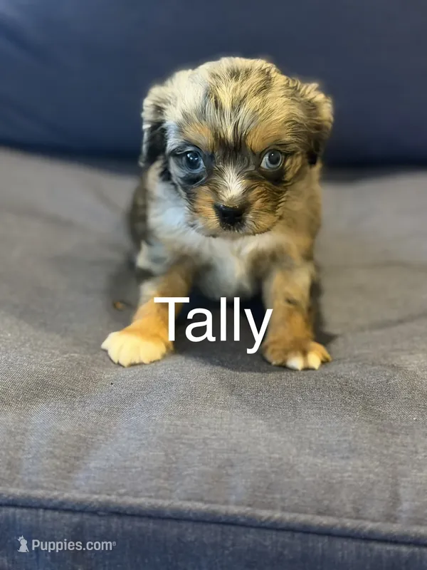 Tally  – Aussalier puppy for sale in Mayfield, KY