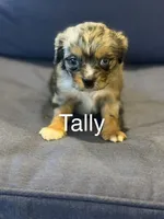 Tally , a female Aussalier for sale in Mayfield, KY – 1 of 10