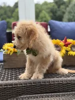 Austin, a male Miniature Goldendoodle for sale in Mayfield, KY – 10 of 10