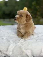 Charlie, a female Miniature Goldendoodle for sale in Mayfield, KY – 10 of 10