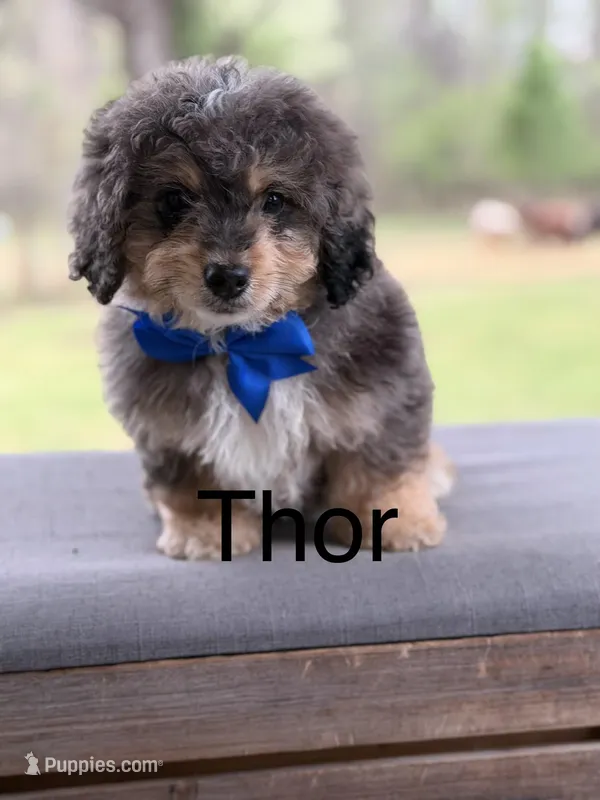 Thor – Miniature Bernedoodle puppy for sale in Mayfield, KY