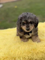 Thor, a male Miniature Bernedoodle for sale in Mayfield, KY – Photo 4 of 10