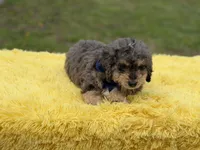 Thor, a male Miniature Bernedoodle for sale in Mayfield, KY – Photo 7 of 10