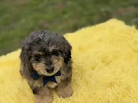 Thor, a male Miniature Bernedoodle for sale in Mayfield, KY – Photo 2 of 10