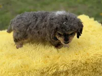 Thor, a male Miniature Bernedoodle for sale in Mayfield, KY – Photo 10 of 10