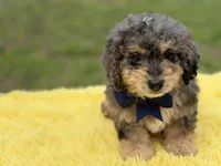 Thor, a male Miniature Bernedoodle for sale in Mayfield, KY – Photo 3 of 10