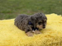 Thor, a male Miniature Bernedoodle for sale in Mayfield, KY – Photo 6 of 10