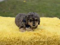 Thor, a male Miniature Bernedoodle for sale in Mayfield, KY – Photo 5 of 10