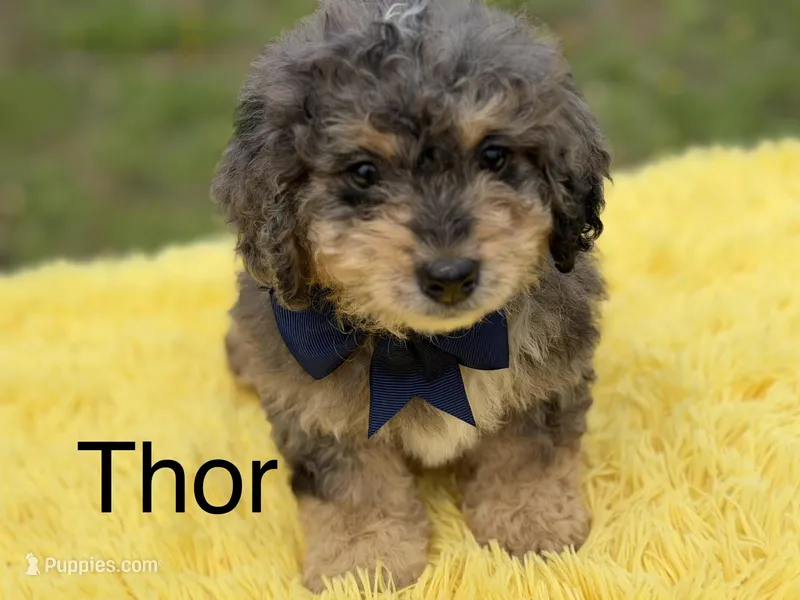 Thor – Miniature Bernedoodle puppy for sale in Mayfield, KY