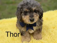 Thor, a male Miniature Bernedoodle for sale in Mayfield, KY – Photo 1 of 10