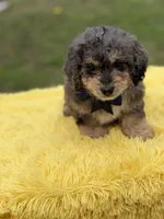 Thor, a male Miniature Bernedoodle for sale in Mayfield, KY – Photo 9 of 10