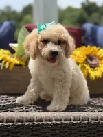 Airel, a female Miniature Goldendoodle for sale in Mayfield, KY – 4 of 10