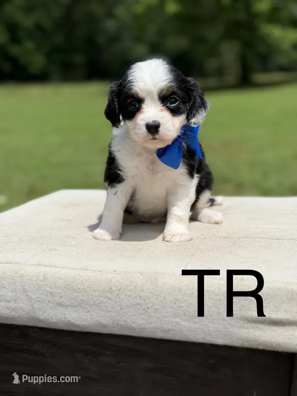T'R – Aussalier puppy for sale in Mayfield, KY