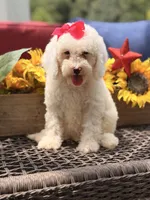 Adrian, a female Miniature Goldendoodle for sale in Mayfield, KY – 8 of 10