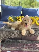 Diva, a female Goldendoodle for sale in Mayfield, KY – 3 of 10