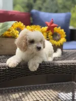 April, a female Miniature Goldendoodle for sale in Mayfield, KY – 8 of 10