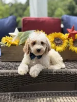 Adam, a male Miniature Goldendoodle for sale in Mayfield, KY – 7 of 10