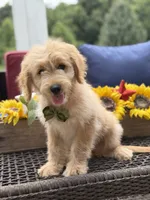 Austin, a male Miniature Goldendoodle for sale in Mayfield, KY – 3 of 10