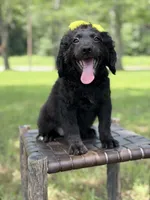 Gina, a female Miniature Bernedoodle for sale in Mayfield, KY – 2 of 10