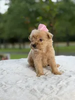 Cookie , a female Miniature Goldendoodle for sale in Mayfield, KY – 2 of 10
