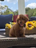 Buzz, a male Miniature Goldendoodle for sale in Mayfield, KY – 7 of 10