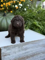 Edger, a male Miniature Aussiedoodle for sale in Mayfield, KY – 4 of 8