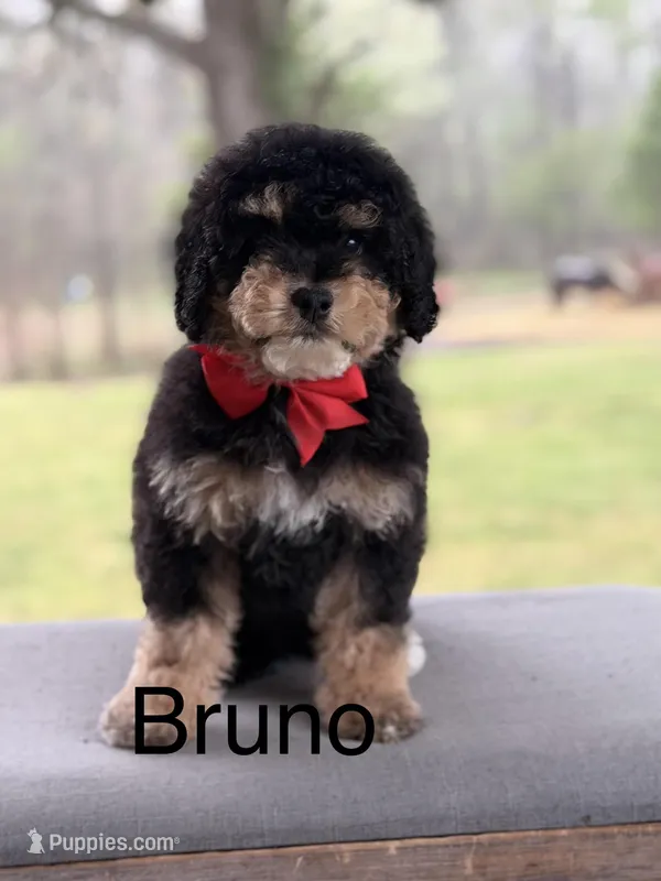 Bruno – Miniature Bernedoodle puppy for sale in Mayfield, KY