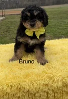 Bruno, a male Miniature Bernedoodle for sale in Mayfield, KY – Photo 1 of 10