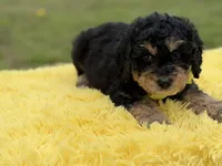 Bruno, a male Miniature Bernedoodle for sale in Mayfield, KY – Photo 9 of 10