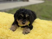 Bruno, a male Miniature Bernedoodle for sale in Mayfield, KY – Photo 6 of 10