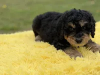 Bruno, a male Miniature Bernedoodle for sale in Mayfield, KY – Photo 10 of 10