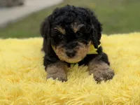 Bruno, a male Miniature Bernedoodle for sale in Mayfield, KY – Photo 7 of 10