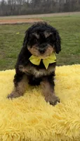 Bruno, a male Miniature Bernedoodle for sale in Mayfield, KY – Photo 3 of 10