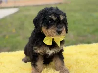 Bruno, a male Miniature Bernedoodle for sale in Mayfield, KY – Photo 4 of 10