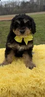 Bruno, a male Miniature Bernedoodle for sale in Mayfield, KY – Photo 2 of 10