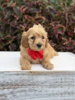 Lance, a male Miniature Goldendoodle for sale in Mayfield, KY – 10 of 10