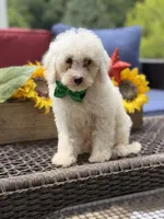 Asher, a male Miniature Goldendoodle for sale in Mayfield, KY – 9 of 10
