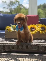 Boo, a male Miniature Goldendoodle for sale in Mayfield, KY – 7 of 10